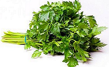 Use of parsley: calories, chemical composition and properties of the plant