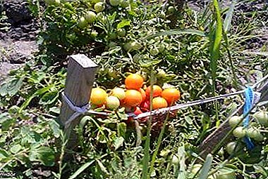 حصاد الطماطم اللذيذة دون الكثير من المتاعب - Kalinka Malinka tomato: وصف للتنوع ومميزاته وعيوبه