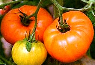 Fruitful beauty for every taste - Altai tomato red, pink, orange