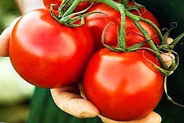 Yield hybrid comes from Holland - description of the hybrid variety of tomato "Marfa"