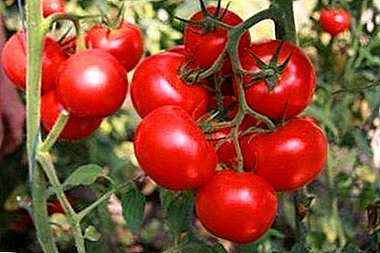 Plodný hybrid s časným zráním "Katya": popis odrůdy a její vlastnosti