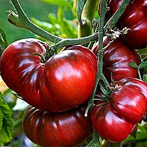Menestys tomaattien kansainvälisillä markkinoilla - tomaatin "Black Crimea" lajike: kuvaus ja pääominaisuudet