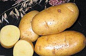 Успешан кромпир "Кубанка" одличан укус: опис сорте, карактеристике, фотографије
