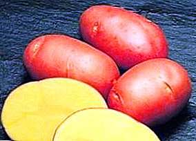 Pommes de terre durables et à haut rendement "Cardinal": description de la variété, photos, caractéristiques