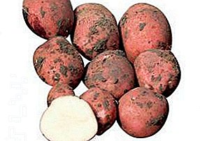 Motståndskraftig mot potatiserna i kartongpotatiserna i Colorado: "Ramona" -potatis: beskrivning av sorten, foton och andra funktioner