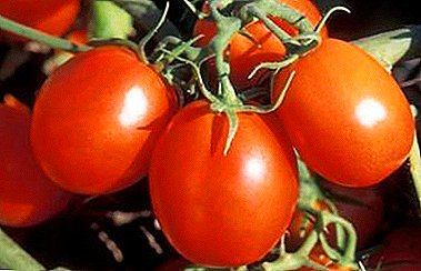 Pomidor odporny na choroby „Cud syberyjski”: opis odmiany, uprawa, zdjęcie
