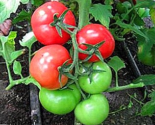 Odporny na ciepło i zimno, pomidor „białe nadzienie”: opis i charakterystyka odmiany, zwłaszcza uprawa pomidorów