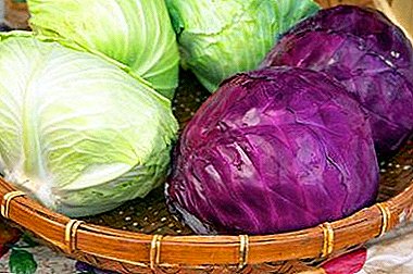 Finden Sie heraus, wie sich Rotkohl von Weißkohl unterscheidet. Welche Art von Gemüse ist am besten zu wählen?