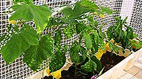 Lær hvordan å plante agurker på frøplanter på balkongen? To metoder for dyrking, egnede varianter, regler for omsorg for unge skudd