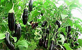 Learn how to grow eggplants in the open field in the suburbs? Recommendations for planting seeds, tips on caring for seedlings
