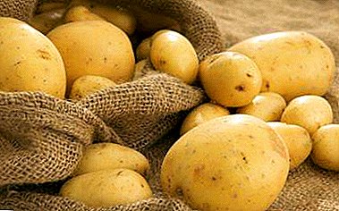 Дізнайтеся, в чому користь і шкоду сирої картоплі для вашого організму!