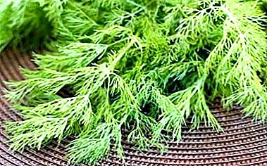 What are the pros and cons of Gribovsky dill, how to grow and use in traditional medicine?