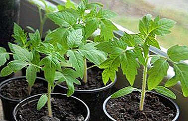 Apa keuntungan menanam benih tomat dalam cangkir terpisah dan bagaimana menanam bibit seperti itu?