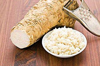 What is the difference between ginger and horseradish? Description of plants and their comparison