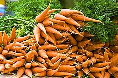 Hvilke gjødsel trenger gulrøtter når du planter og hvordan du skal mate? Mulige feil