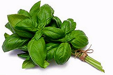 When is it best to start collecting basil and how to do it?