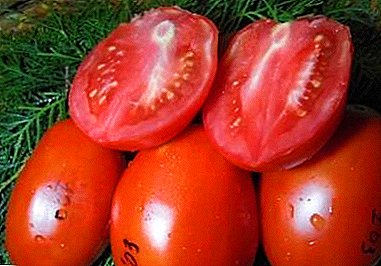 Jums bus malonu su saldaus, subtilaus vaisių skoniu - Royal Penguin Tomato: veislės aprašymu