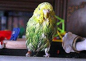 Is your feathered friend bustling like never before? Fleas in parrots: detection and treatment