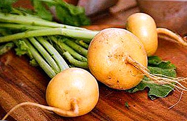 Important information about turnips: its calorie content, nutritional value, benefits and contraindications