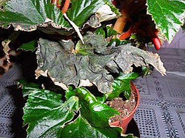 Nuances importantes: pourquoi les bégonias ont-ils des bourgeons et des feuilles, comment aider la plante?