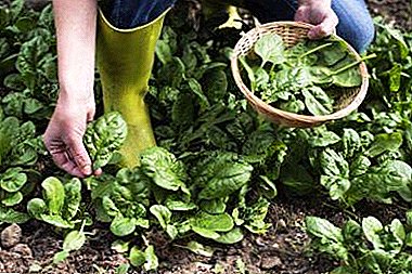 Caratteristiche importanti nella coltivazione di spinaci: cosa piantare dopo e quali colture lo danneggeranno?