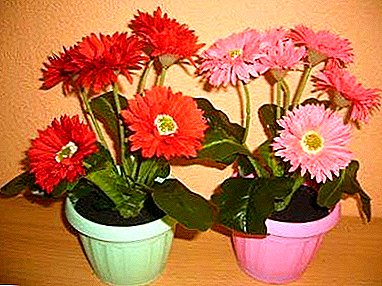 Important rules for the care of gerberas in pots: what should be avoided when growing a flower?