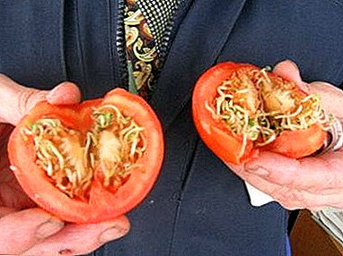 Dôležitá otázka: ako pestovať lahodné paradajky zo semien? Pravidlá výsadby a starostlivosti