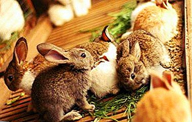 토끼를 키우는 사람들을 기억하는 것이 중요합니다. 동물들에게 밤색을 줄 수 있고 그것을 어떻게 할 수 있습니까?
