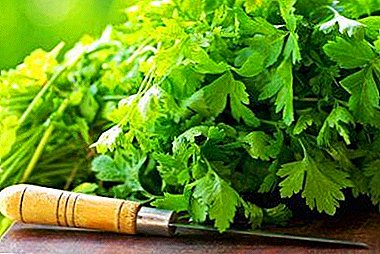 It is important to know: are celery and parsley the same or not? comparison table