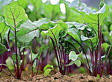 The importance of correct timing: when is it better to plant beets?