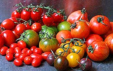 Pasirinkimo svarba arba kokių rūšių pomidorai geriausiai sodinami?