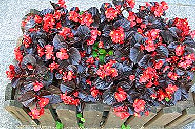 Prachtige badstofbloeiende begonia: beschrijving met foto, groeit thuis en in bloembed en mogelijke problemen