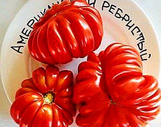 Tomato cantik ribut "Amerika riben": penerangan penuh, ciri penanaman, ciri-ciri