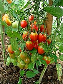 Magnífico favorito jardineiros tomate "Chio Chio San": descrição da variedade, características, fotos