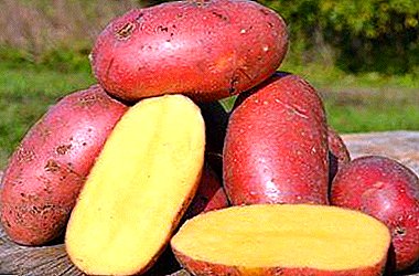 Upea peruna Laura: ominaisuudet, lajikkeen kuvaus, kuva