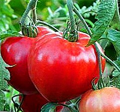 웅대 한 다양성 - 토마토 "수염 난": 성장의 묘사, 특징