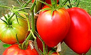 Veličanstveni rajčica "Sensei" - opis sorte, svojstava i fotografija