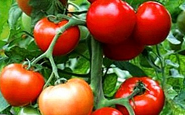 الطماطم البهجة واللذيذة الهجين - الصف الطماطم المشعوذ