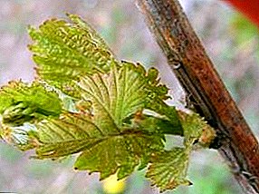 Enxerto de uvas de primavera