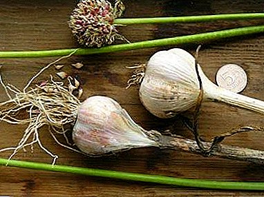 Choosing garlic correctly: what is the difference between winter and spring?