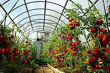 Memilih tanah untuk tomato di rumah hijau: petua agrotechnists untuk hasil yang tinggi