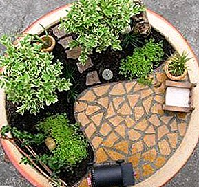 Välja växter för en mini-trädgård i en kruka