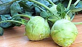 Variety selection, cleaning and storage of kohlrabi cabbage for the winter at home and cellar