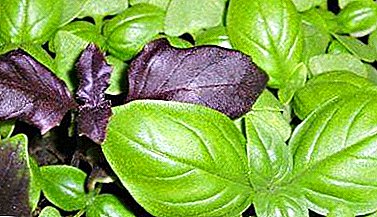 The choice of fertilizer for basil: how to feed the inhabitants of the beds or growing at home greens?