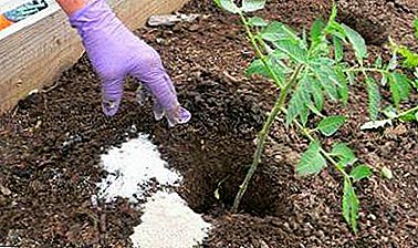 Tipi di fertilizzanti fosfatici per pomodori. Istruzioni per l'uso