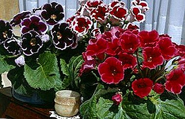 Types and description of Brokada gloxinia. Planting, care and reproduction of a flower