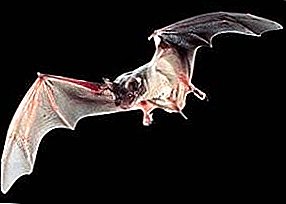 Types of bats: vampire, white, fruit, piggy, bulldog and others