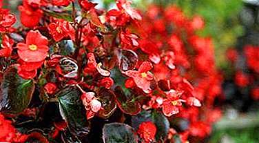 Tipuri de begonii anuale și perene și recomandări de îngrijire atentă