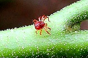 Τύποι ακάρεων αράχνη: πώς να αναγνωρίσετε ένα κακό παράσιτο;