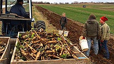 Is business profitable - growing horseradish on an industrial scale? Everything about this company